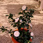 Bed & Breakfast Maria Bed & Breakfast, Corridonia, Marche