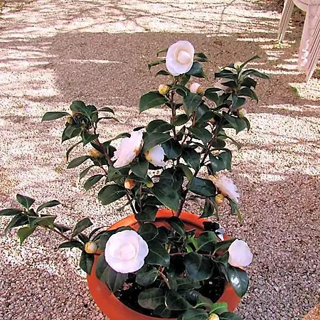 B&B Maria Bed & Breakfast, Corridonia, Marche