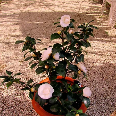 Bed & Breakfast Maria Bed & Breakfast, Corridonia, Marche