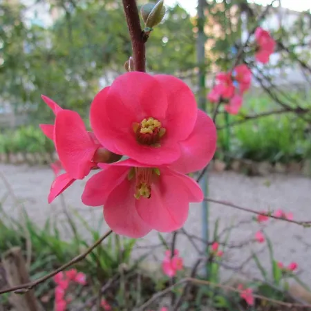 Maria Bed & Breakfast, Corridonia, Marche Bed & Breakfast Corridonia