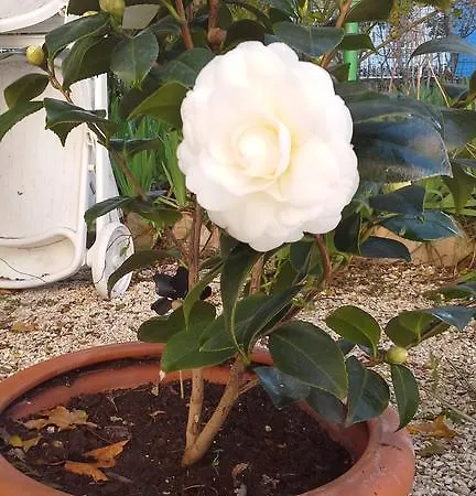 Maria Bed & Breakfast, Corridonia, Marche B&B