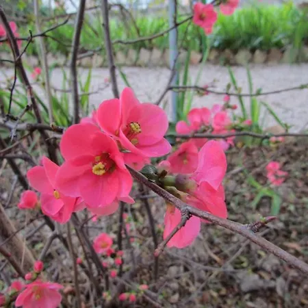 Bed & Breakfast Maria Bed & Breakfast, Corridonia, Marche