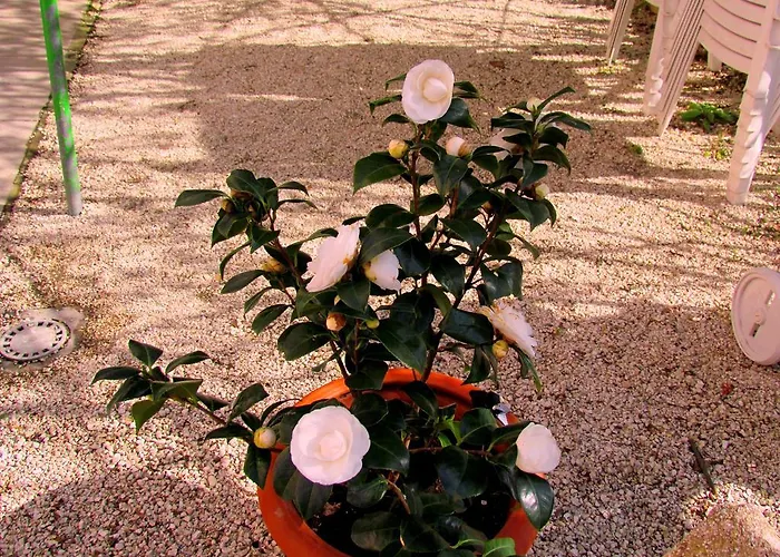 Alojamento de Acomodação e Pequeno-almoço Maria Bed & Breakfast, Corridonia, Marche