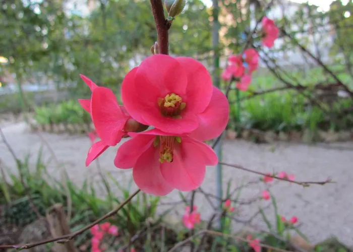 Maria Bed & Breakfast, Corridonia, Marche Alojamento de Acomodação e Pequeno-almoço Corridonia